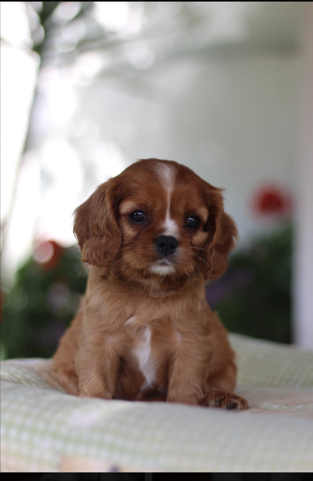 Elliot